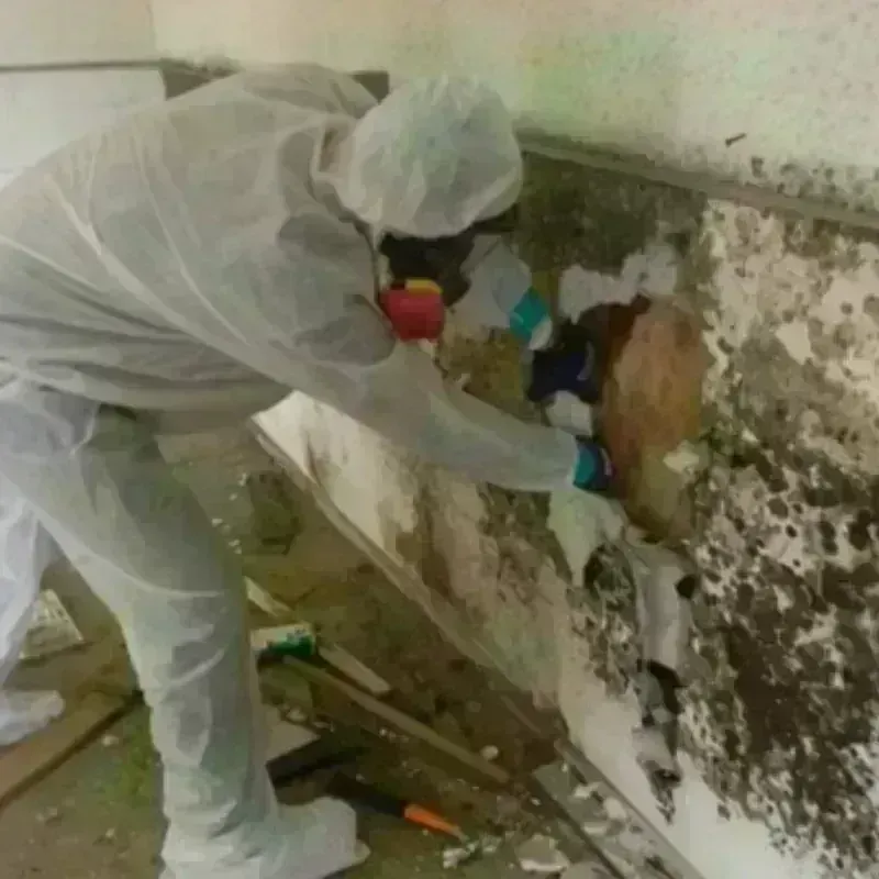 Mold Remediation and Removal in Wellington, TX